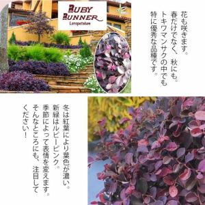 屋外 植物 トキワマンサク・ルビーランナー 常...の詳細画像2
