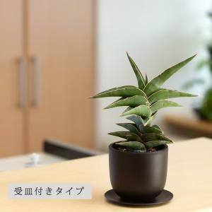 観葉植物 サンスベリア 【写真で選べる】サンス...の詳細画像1
