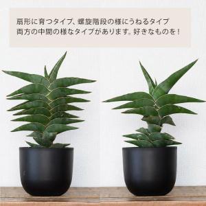 観葉植物 サンスベリア 【写真で選べる】サンス...の詳細画像2