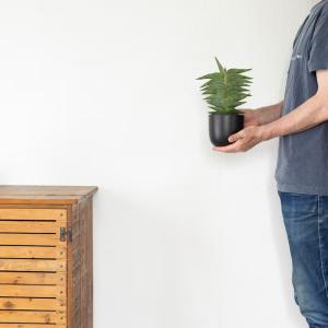 観葉植物 サンスベリア 【写真で選べる】サンス...の詳細画像3