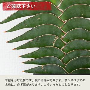観葉植物 サンスベリア 【写真で選べる】サンス...の詳細画像4