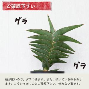 観葉植物 サンスベリア 【写真で選べる】サンス...の詳細画像5