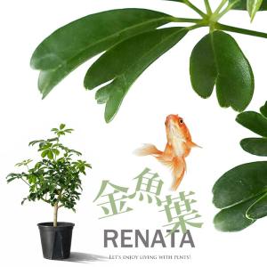 観葉植物 シェフレラ 室内 意外に流通少ない！シェフレラ・レナータ（小さめサイズですが、幹太いです）