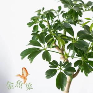 観葉植物 シェフレラ 室内 意外に流通少ない!...の詳細画像2