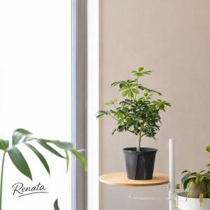 観葉植物 シェフレラ 室内 意外に流通少ない!...の詳細画像3