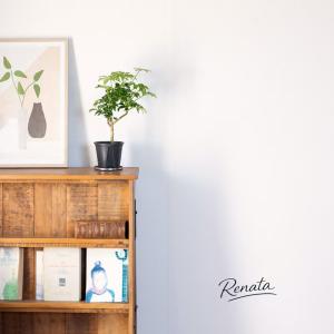 観葉植物 シェフレラ 室内 意外に流通少ない!...の詳細画像4