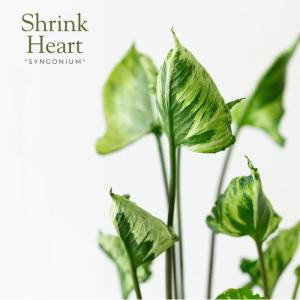 観葉植物 シンゴニウム 羅紗葉が珍しい！シンゴニウム・シュリンクハート