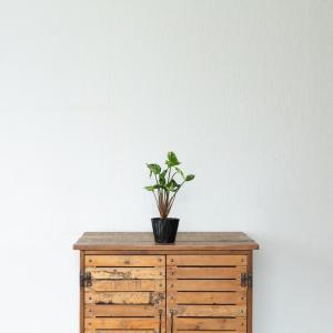 観葉植物 シンゴニウム 羅紗葉が珍しい!シンゴ...の詳細画像1