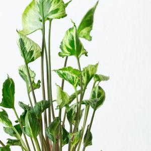 観葉植物 シンゴニウム 羅紗葉が珍しい!シンゴ...の詳細画像3