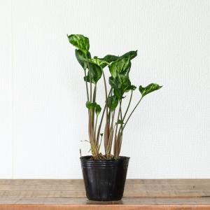 観葉植物 シンゴニウム 羅紗葉が珍しい!シンゴ...の詳細画像4