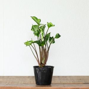 観葉植物 シンゴニウム 羅紗葉が珍しい!シンゴ...の詳細画像5