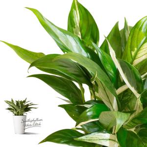 観葉植物 スパティフィラム 斑入りスパティフィラムの中でも、優秀な品種！「ホワイトグリッチ」※お届けは3/26〜