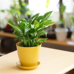観葉植物 スパティフィラム 斑入りスパティフィ...の詳細画像4