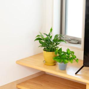 観葉植物 スパティフィラム 斑入りスパティフィ...の詳細画像5