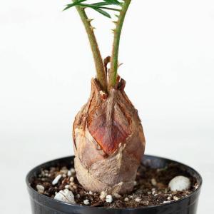 蘇鉄 ソテツ 観葉 植物 ミニなのに本格派。四...の詳細画像2