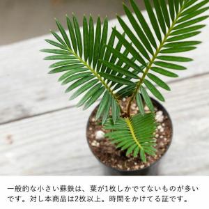 蘇鉄 ソテツ 観葉 植物 ミニなのに本格派。四...の詳細画像3