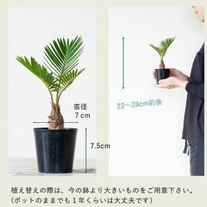 蘇鉄 ソテツ 観葉 植物 ミニなのに本格派。四...の詳細画像4