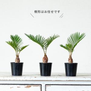 蘇鉄 ソテツ 観葉 植物 ミニなのに本格派。四...の詳細画像5
