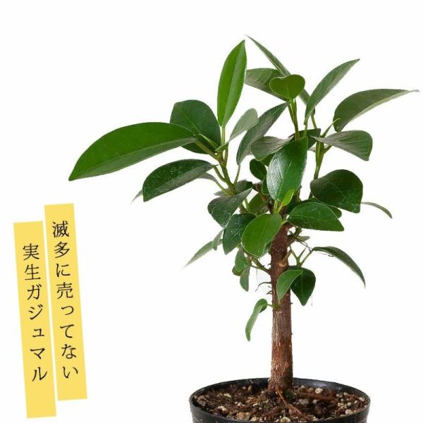 観葉植物 種類 室内 おしゃれ 滅多に流通いない、実生ガジュマル※お届けは5/16〜