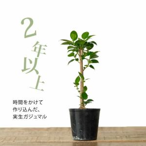 観葉植物 種類 室内 おしゃれ 滅多に流通いな...の詳細画像1
