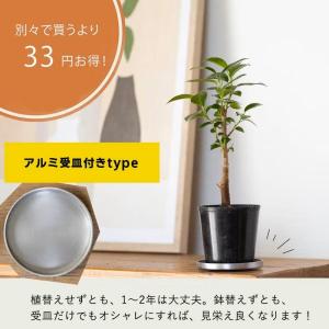 観葉植物 種類 室内 おしゃれ 滅多に流通いな...の詳細画像2