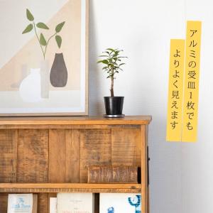 観葉植物 種類 室内 おしゃれ 滅多に流通いな...の詳細画像3