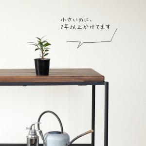 観葉植物 種類 室内 おしゃれ 滅多に流通いな...の詳細画像4