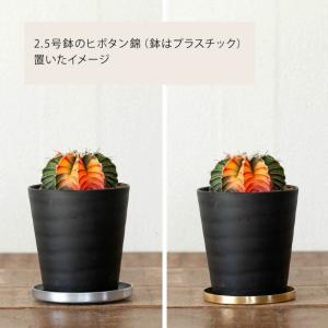 普通の鉢でも「お洒落に見せてくれる」受皿(2号...の詳細画像3