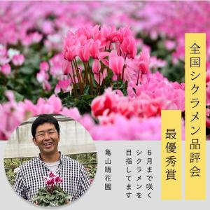 観葉植物 種類 室内 亀山さんのシクラメン お...の詳細画像1