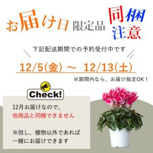 観葉植物 種類 室内 亀山さんのシクラメン お...の詳細画像2