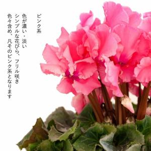 観葉植物 種類 室内 亀山さんのシクラメン お...の詳細画像4