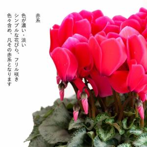 観葉植物 種類 室内 亀山さんのシクラメン お...の詳細画像5