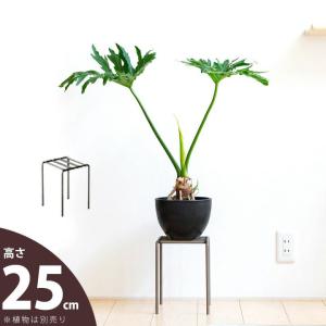 フラワースタンド 花台 アイアン プランター 観葉植物 おしゃれ スマートアイアンSTAND（LOWタイプ）