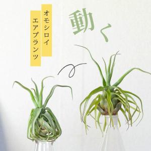 エアープランツ ティランジア エアプランンツ・...の詳細画像1
