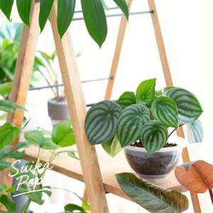 観葉植物 空飛ぶスイカペペロミア（SKYペイペイ）※予約品・お届けは6/25〜