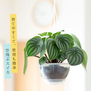 観葉植物 空飛ぶスイカペペロミア(SKYペイペ...の詳細画像1