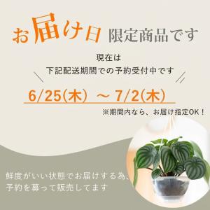 観葉植物 空飛ぶスイカペペロミア(SKYペイペ...の詳細画像2