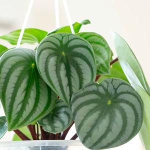 観葉植物 空飛ぶスイカペペロミア(SKYペイペ...の詳細画像3