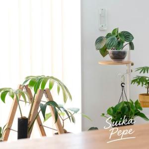 観葉植物 空飛ぶスイカペペロミア(SKYペイペ...の詳細画像4