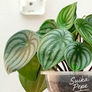 観葉植物 空飛ぶスイカペペロミア(SKYペイペ...の詳細画像5