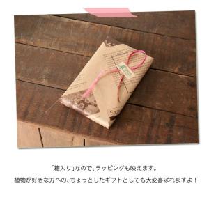 園芸 花切り はさみ 剪定 庭 花 ガーデニン...の詳細画像5