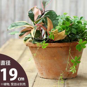 植木鉢 素焼き アンティーク モスポット浅鉢 5号（直径19cm/高さ12cm