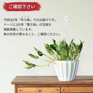 観葉植物 種類 室内 おしゃれ 希少品種!ポト...の詳細画像1