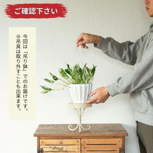 観葉植物 種類 室内 おしゃれ 希少品種!ポト...の詳細画像2