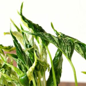 観葉植物 種類 室内 おしゃれ 希少品種!ポト...の詳細画像4
