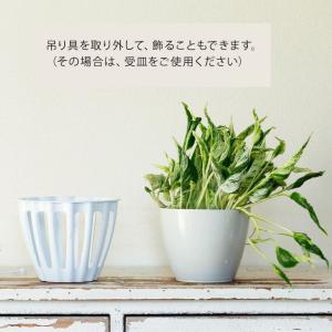 観葉植物 種類 室内 おしゃれ 希少品種!ポト...の詳細画像3
