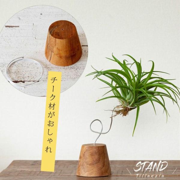 大人のインテリア。チーク材のエアープランツスタンド。
