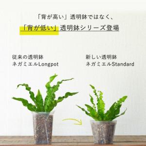 ネガミエル 透明スリット鉢 スタンダードtyp...の詳細画像2