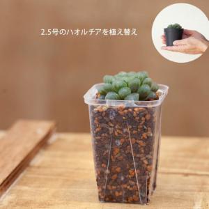 ネガミエル 透明スリット鉢 2.5号サイズ×7...の詳細画像2