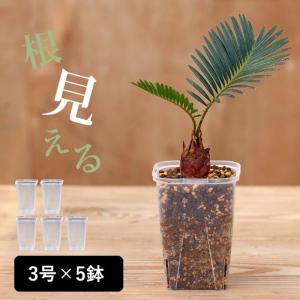 植木鉢 透明 プラ鉢 ネガミエル 透明スリット鉢[3号サイズ×5鉢SET]｜e-花屋さん